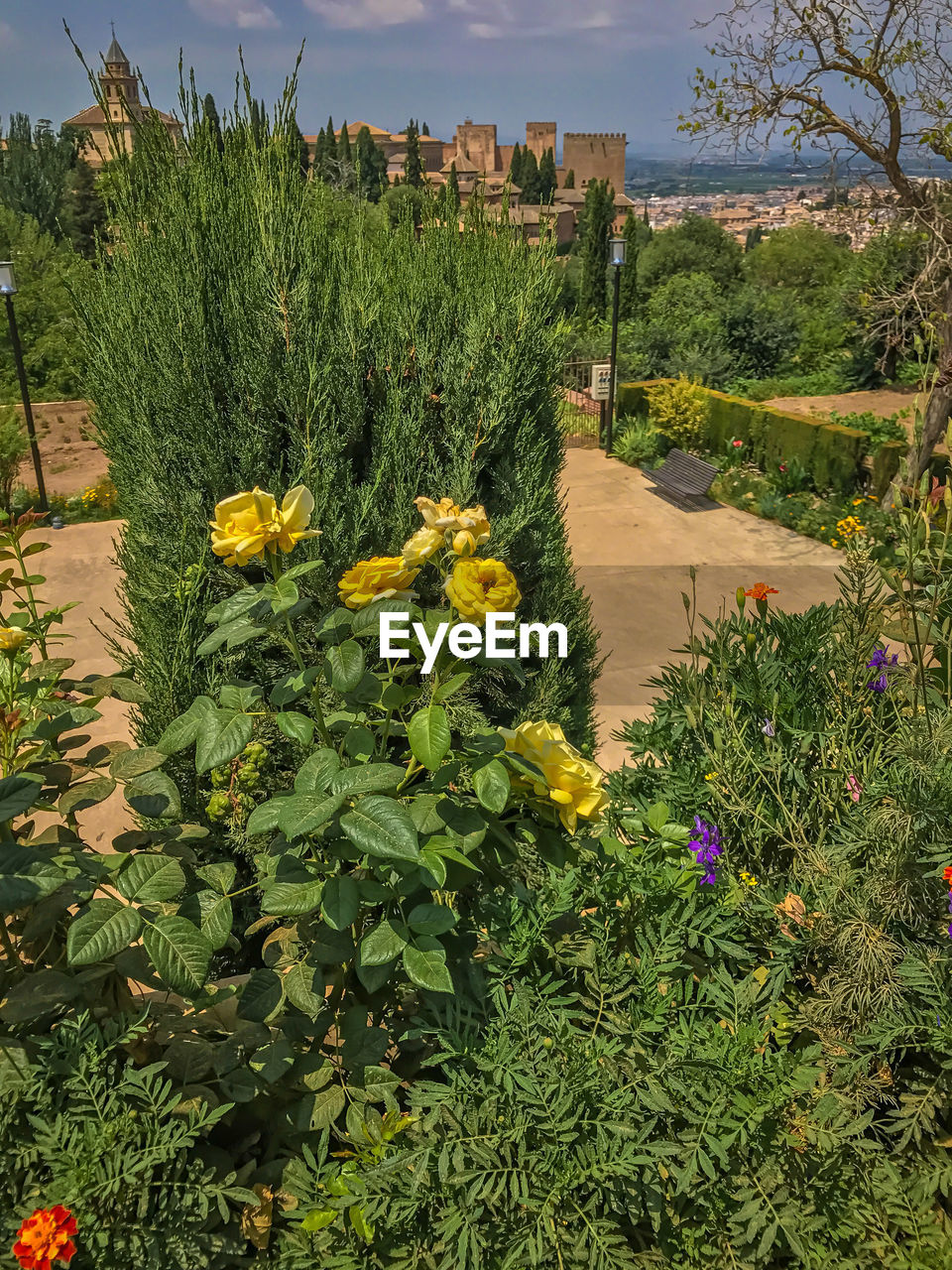 VIEW OF TREES AND PLANTS GROWING IN PARK