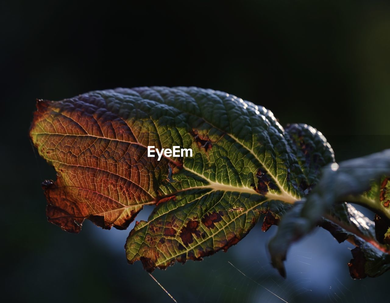 nature, macro photography, leaf, plant part, close-up, green, plant, branch, tree, no people, flower, beauty in nature, outdoors, insect, autumn, animal wildlife, animal, animal themes, leaf vein, black background, environment, water