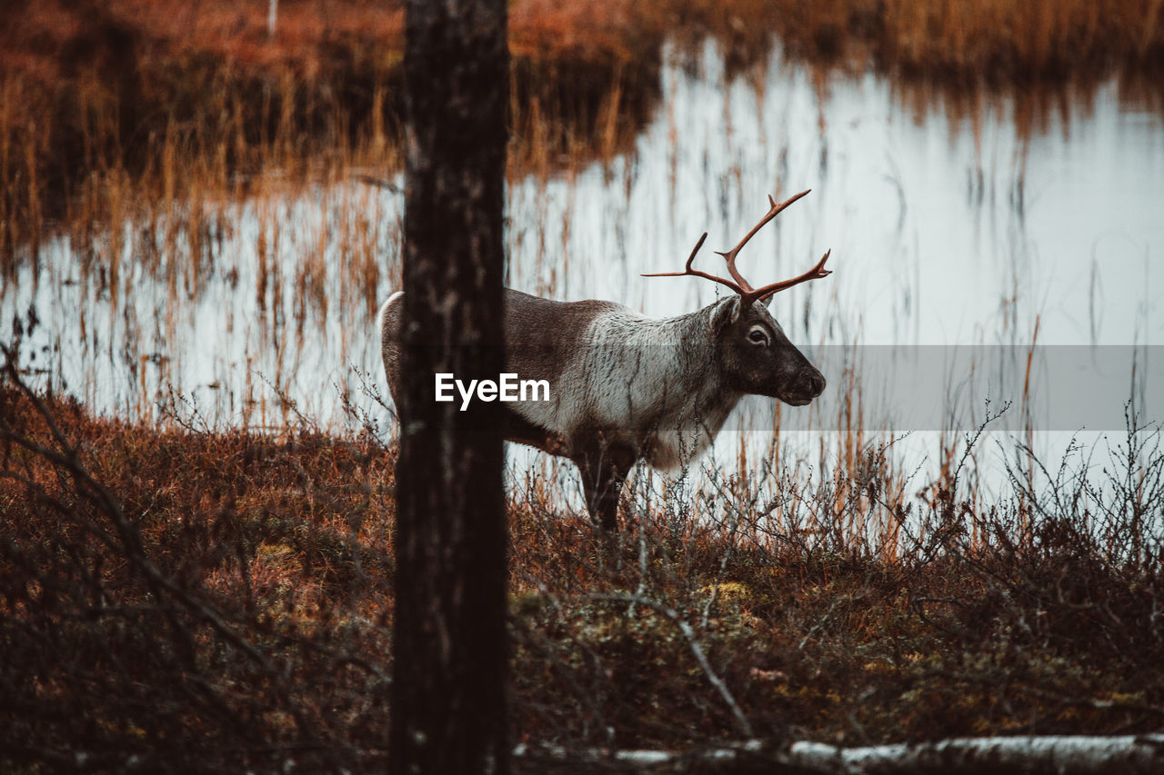 Deer standing on a lake