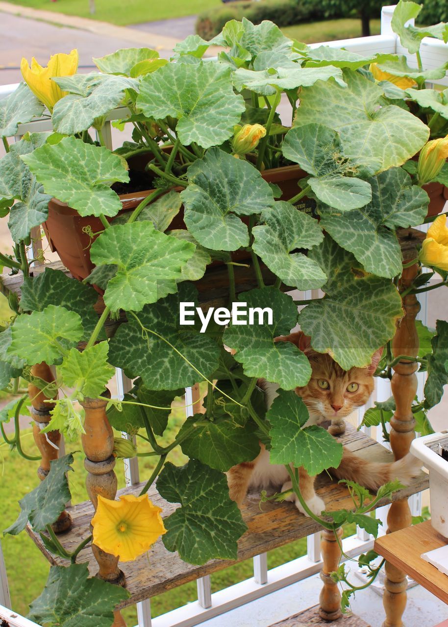 HIGH ANGLE VIEW OF PLANTS GROWING IN POT