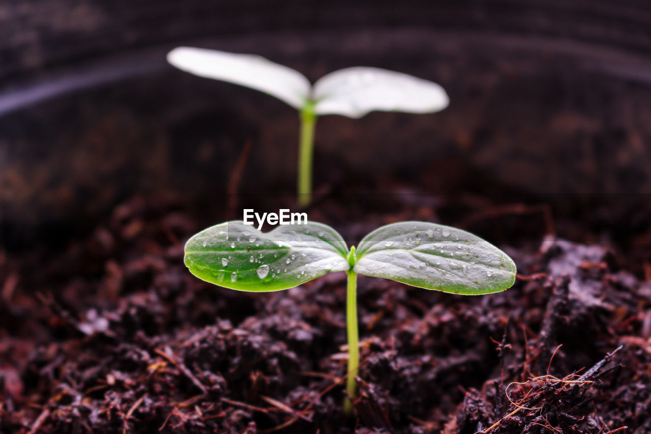 Close-up of small plant growing on field