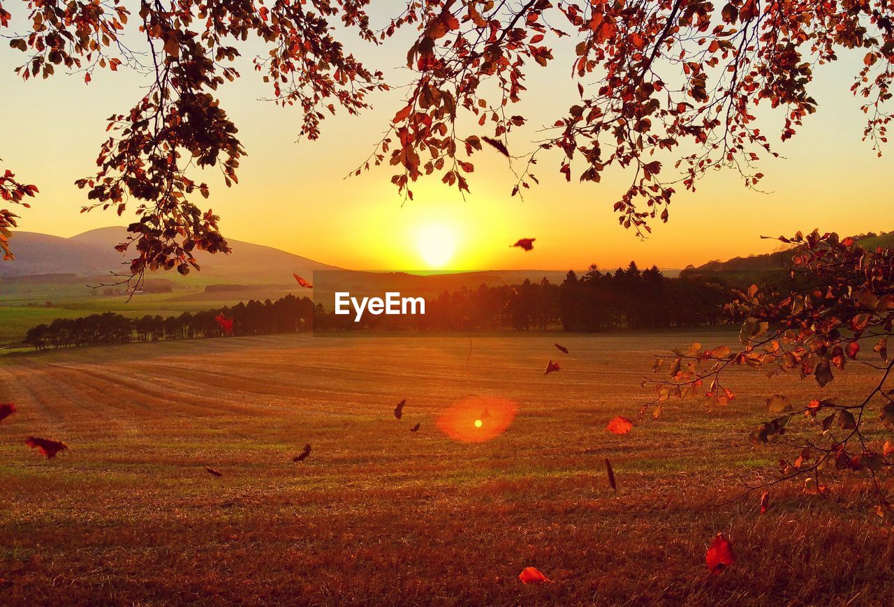 SCENIC VIEW OF SUNSET OVER LAND AND TREES