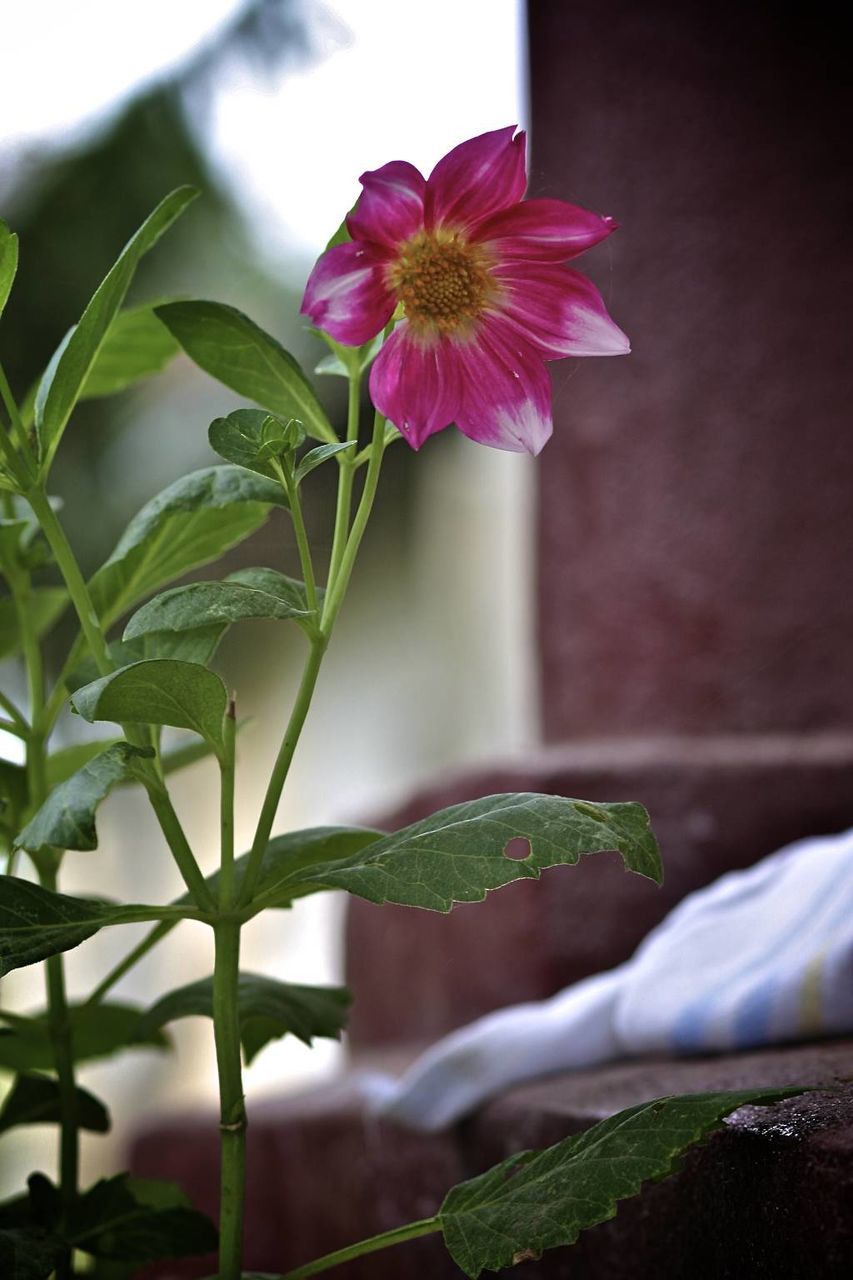CLOSE-UP OF PINK FLOWERS BLOOMING