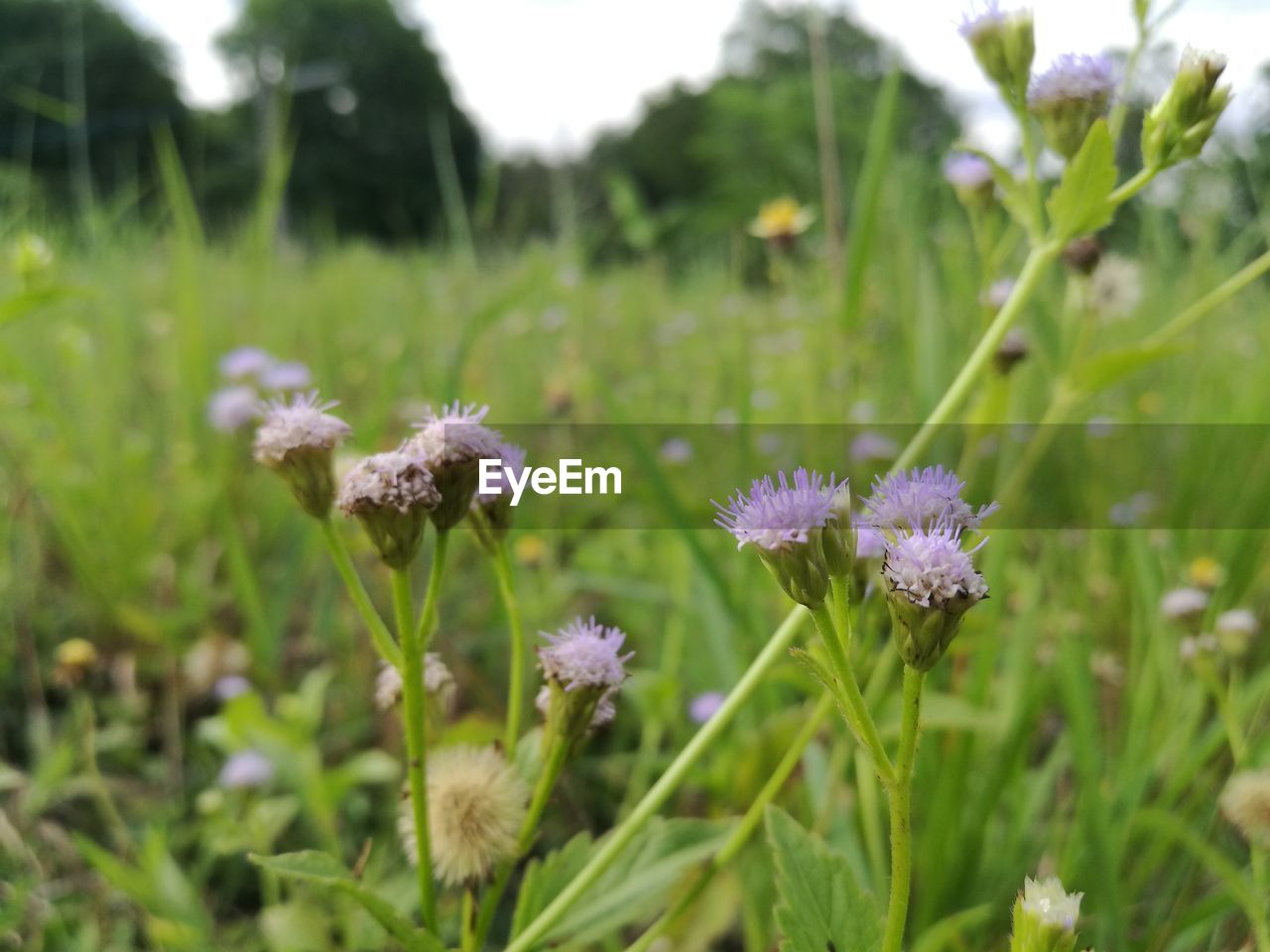 CLOSE-UP OF FLOWERS GROWING IN FIELD