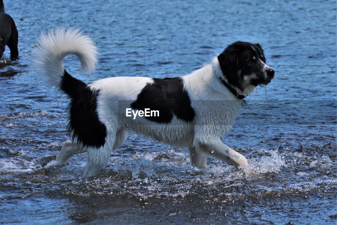 animal themes, animal, mammal, pet, domestic animals, dog, canine, one animal, water, beach, motion, border collie, sea, nature, wet, no people, day, carnivore, splashing, outdoors, running, stabyhoun, land