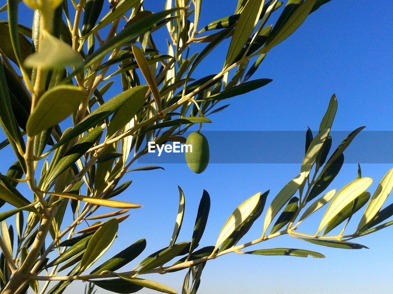 Low angle view of tree against blue sky