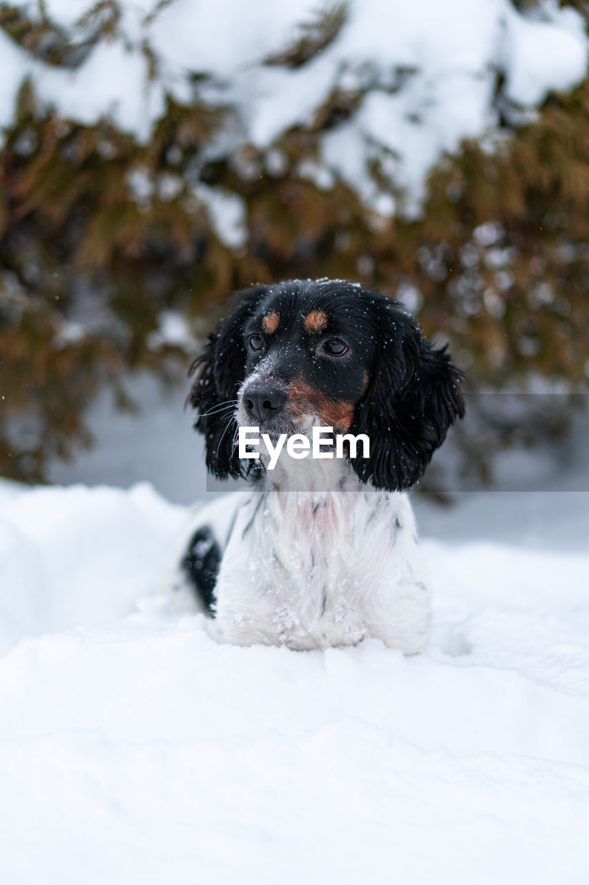 Close-up of cocker spaniel dog on snow covered field