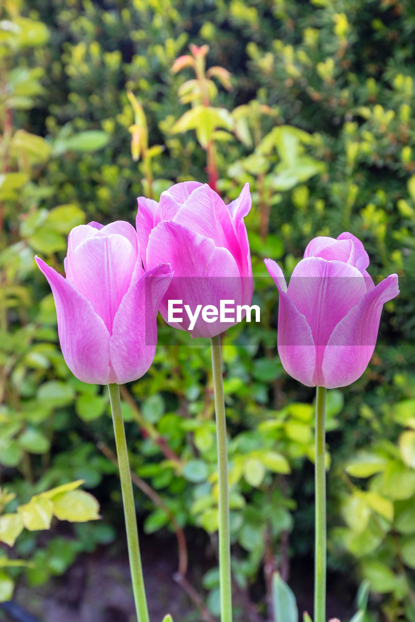 flower, plant, flowering plant, beauty in nature, freshness, pink, petal, close-up, growth, nature, fragility, flower head, inflorescence, focus on foreground, no people, leaf, plant stem, plant part, day, outdoors, springtime, green, botany, blossom