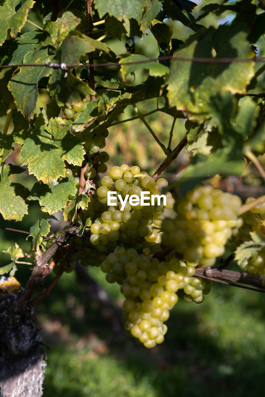 CLOSE-UP OF GRAPES IN VINEYARD