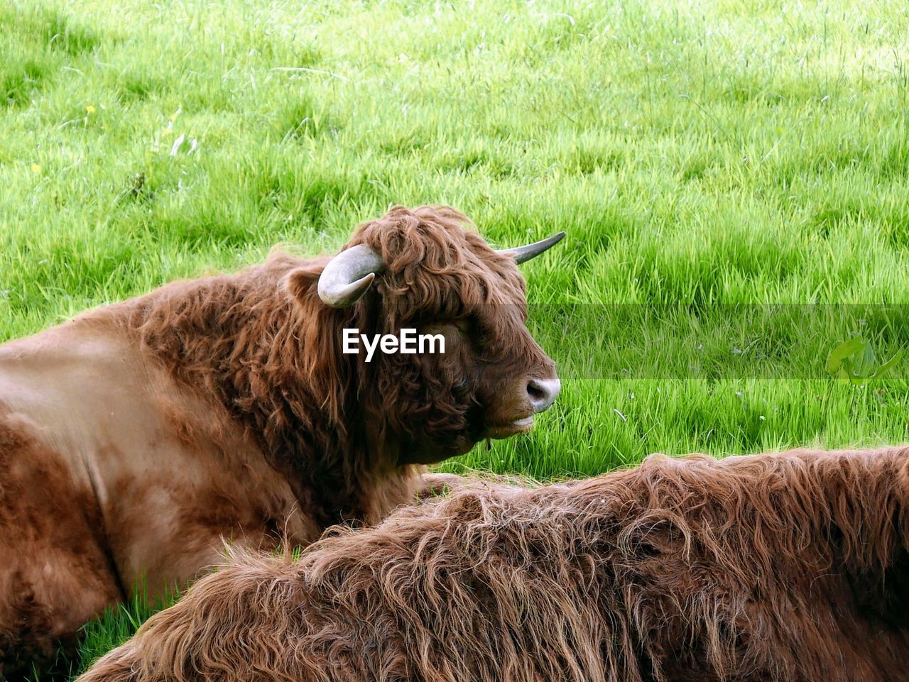 Highland cows in a field