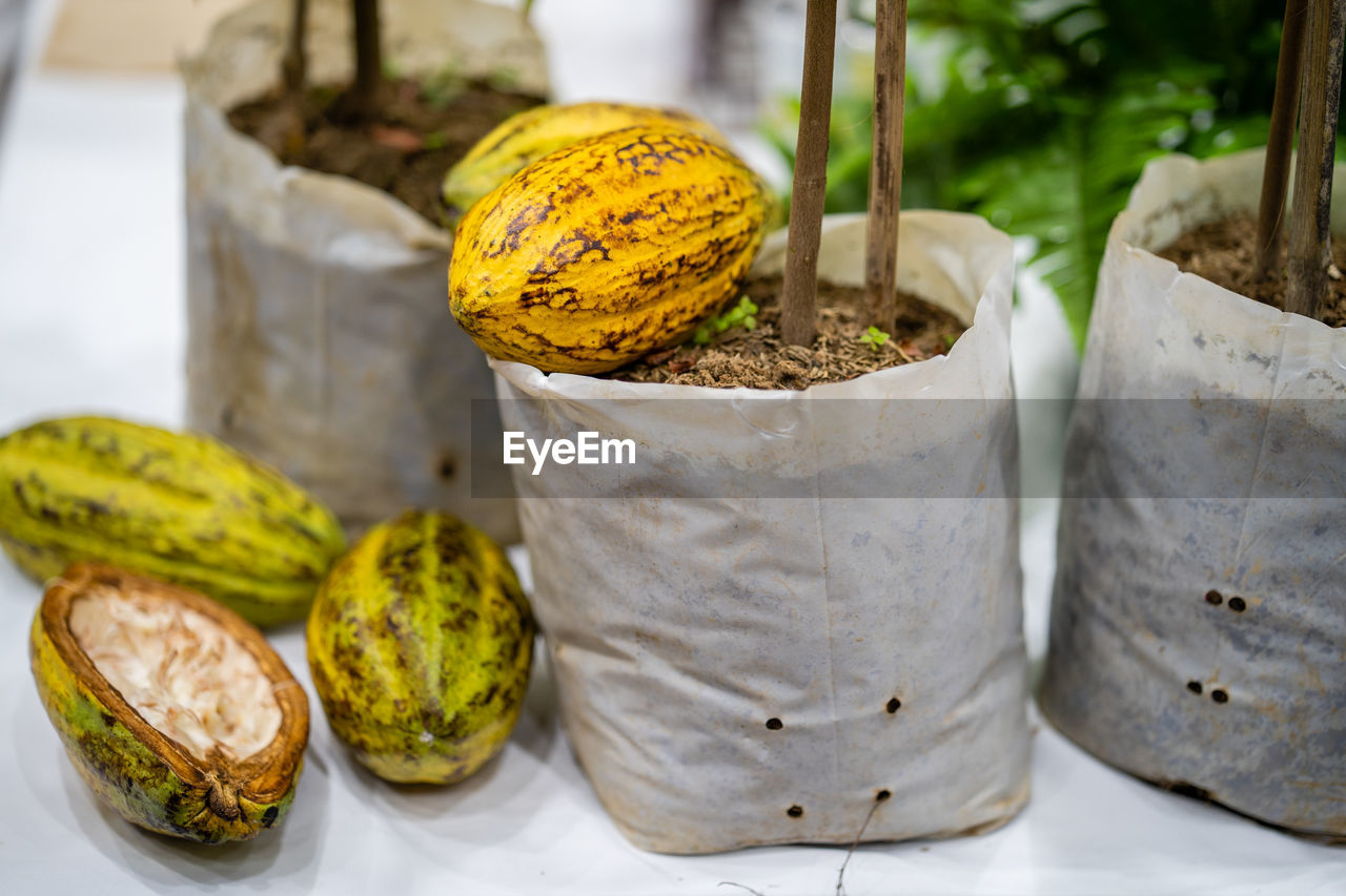 CLOSE-UP OF YELLOW VEGETABLES