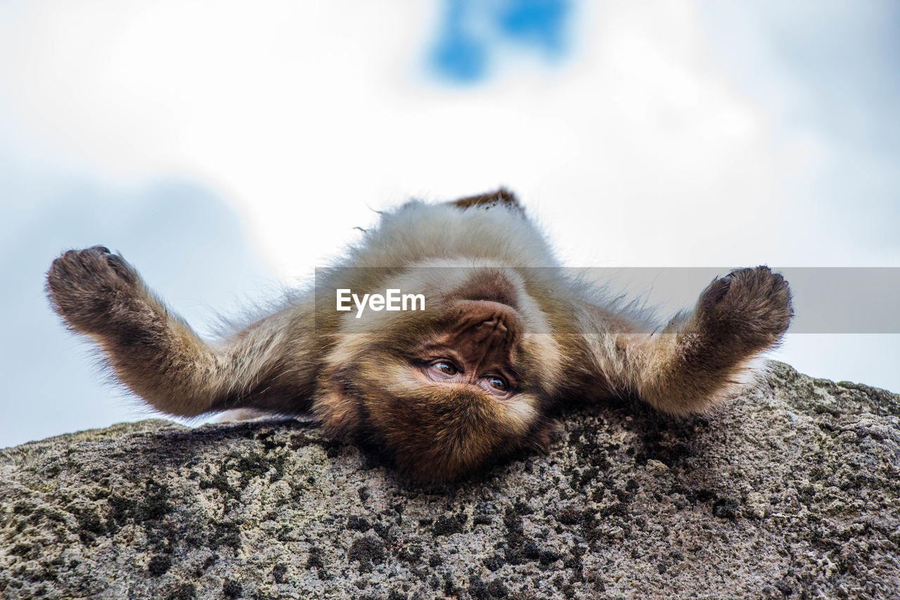 LOW ANGLE VIEW OF MONKEY ON WALL