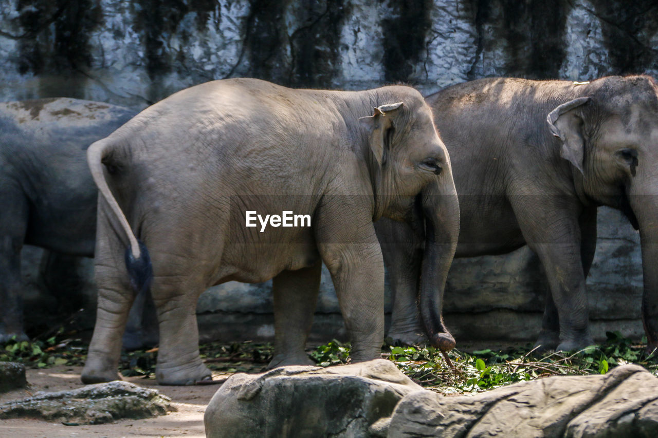 View of elephant in zoo