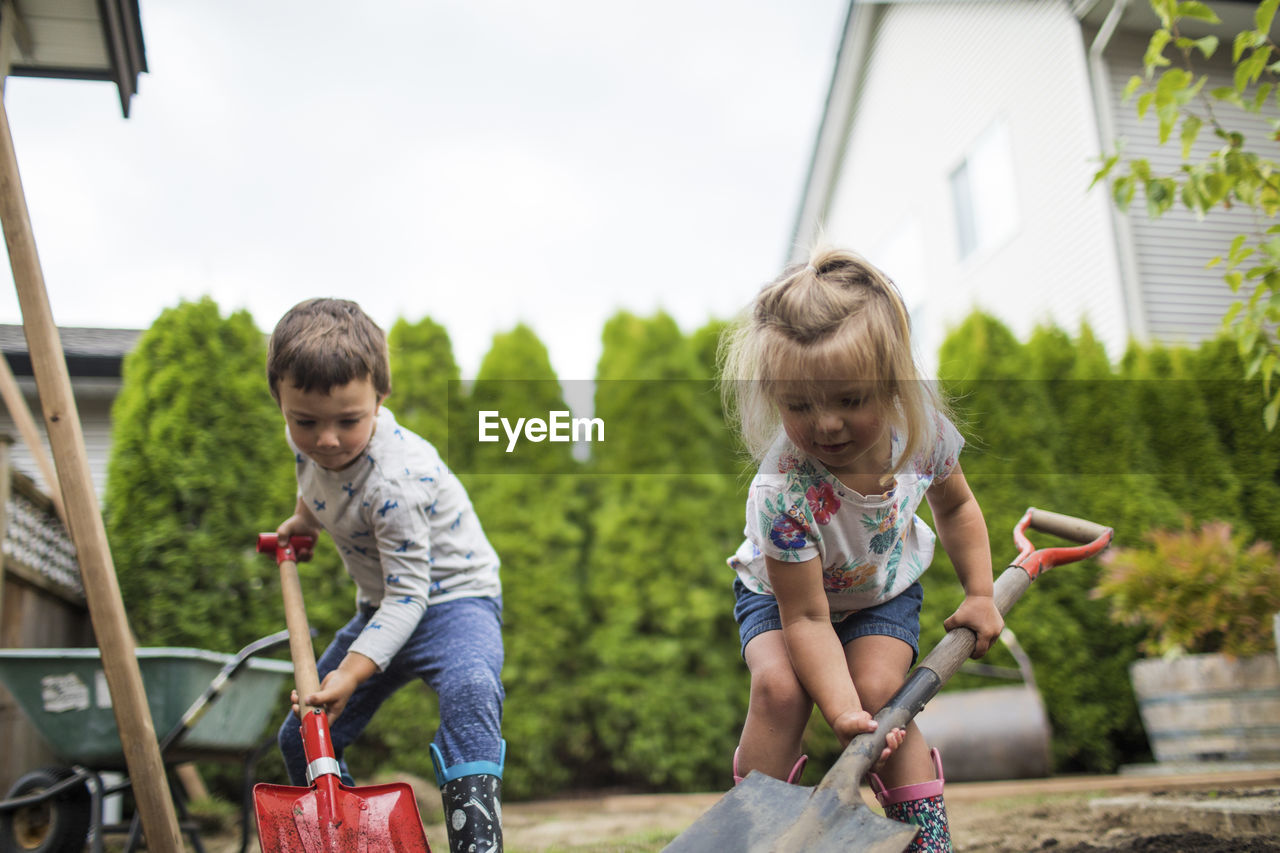 Brother and sister digging in their backyard, helping father.