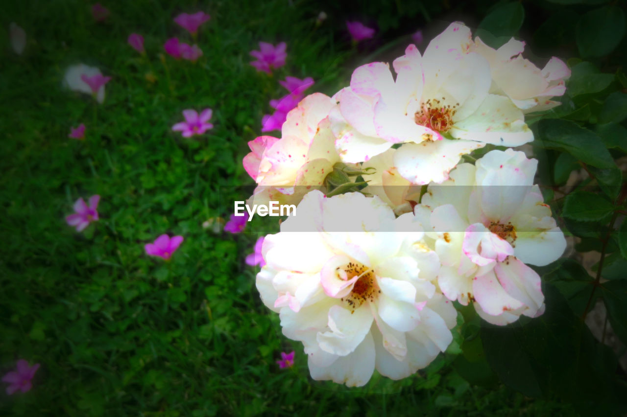 CLOSE-UP OF PINK FLOWERS BLOOMING OUTDOORS