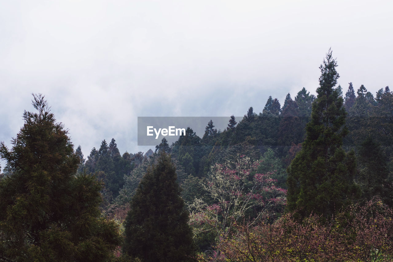 SCENIC VIEW OF TREES AGAINST SKY