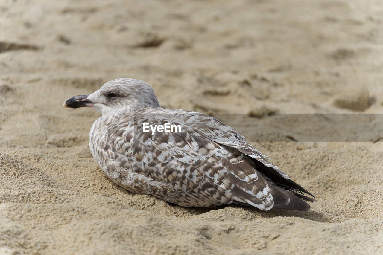 animal themes, animal, animal wildlife, bird, wildlife, one animal, sand, land, nature, close-up, beach, beak, no people, focus on foreground, full length, outdoors, day, sunlight, side view, environment, bird of prey