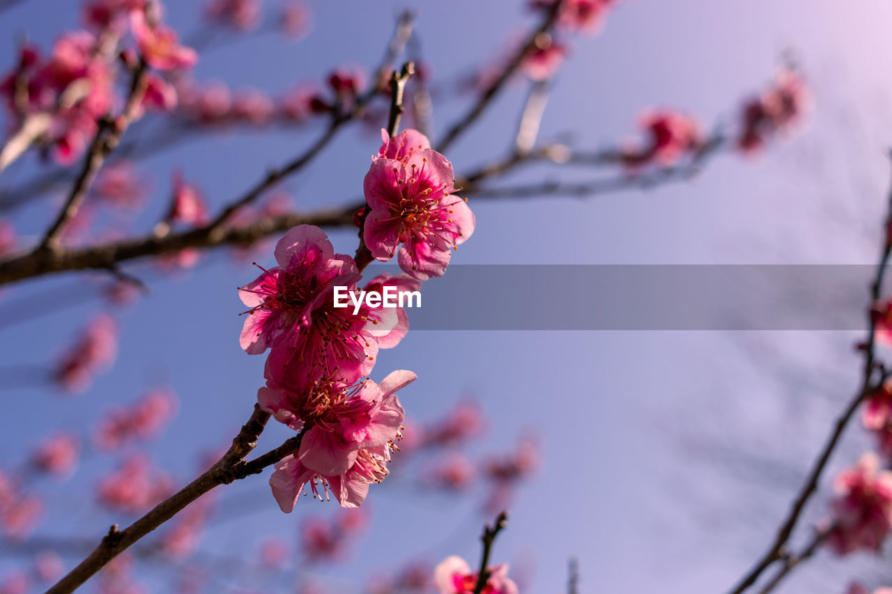 plant, flower, tree, flowering plant, branch, beauty in nature, blossom, freshness, nature, pink, spring, fragility, springtime, growth, cherry blossom, focus on foreground, produce, close-up, no people, red, plum blossom, sky, outdoors, fruit, twig, food, food and drink, day, inflorescence, petal, leaf, low angle view, botany, flower head, cherry, selective focus, macro photography