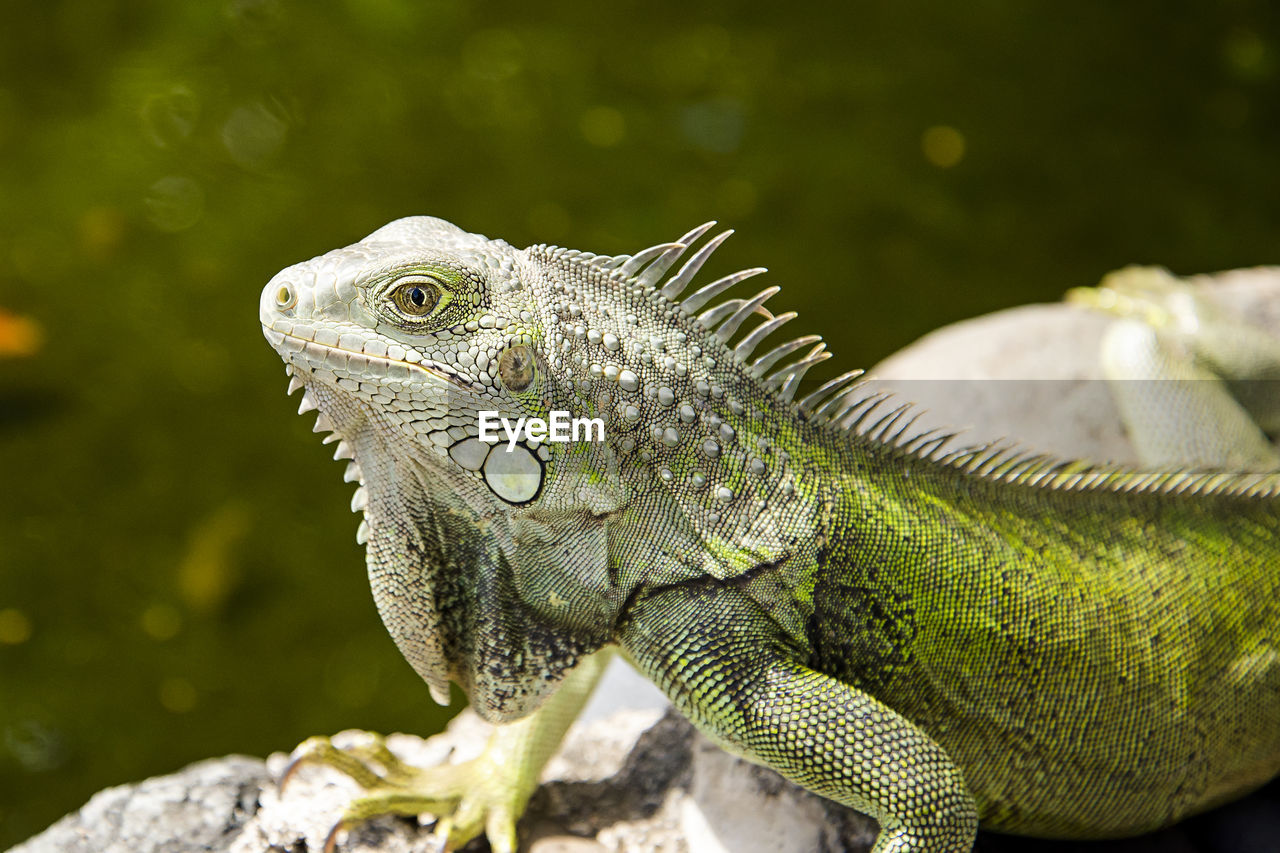 CLOSE-UP OF A REPTILE