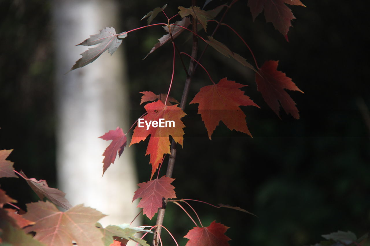 Close-up of maple leaves against blurred background