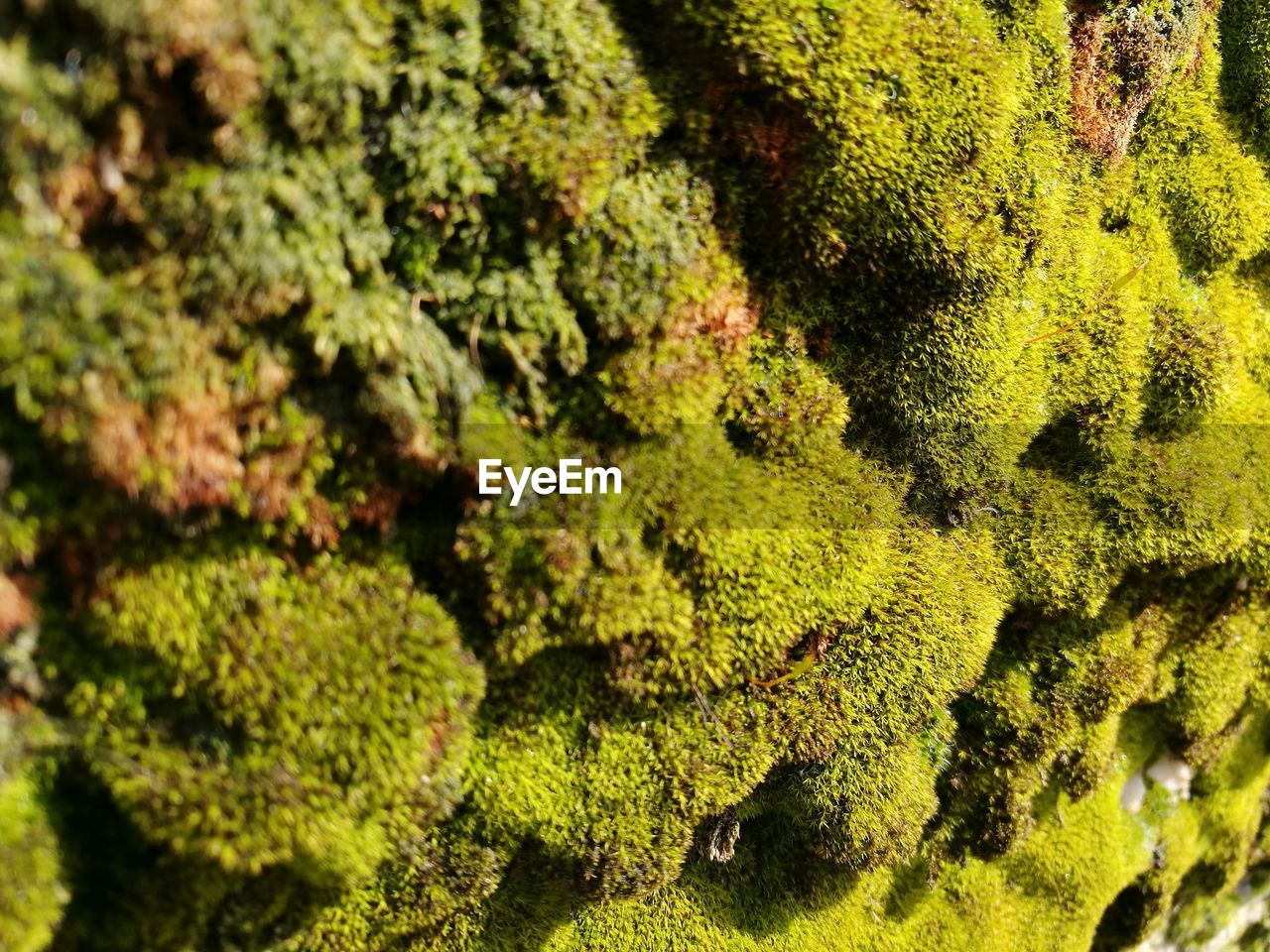 CLOSE-UP OF MOSS ON TREE