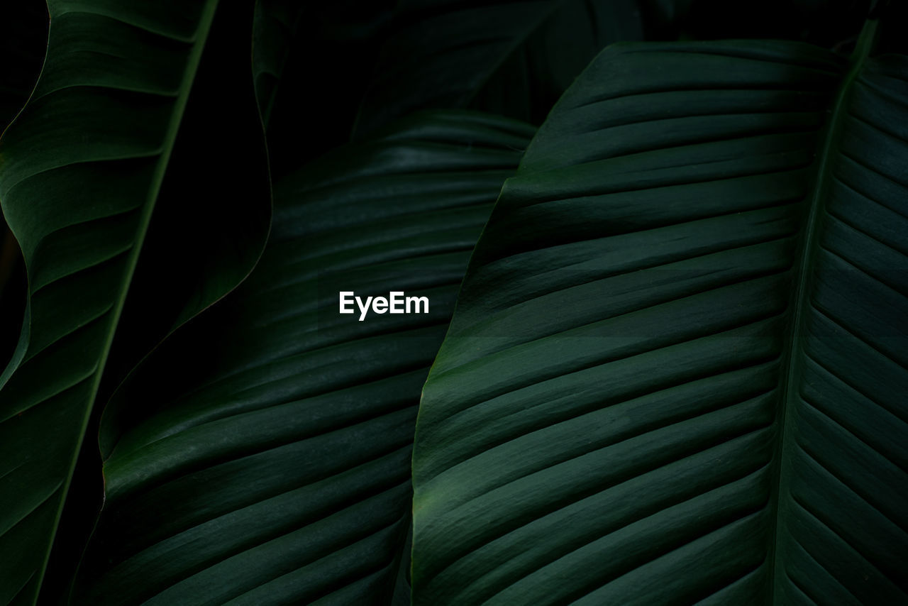 Closeup of green leaves texture background. tropical leaf