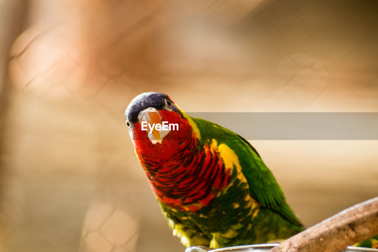 Close-up of parrot perching on branch