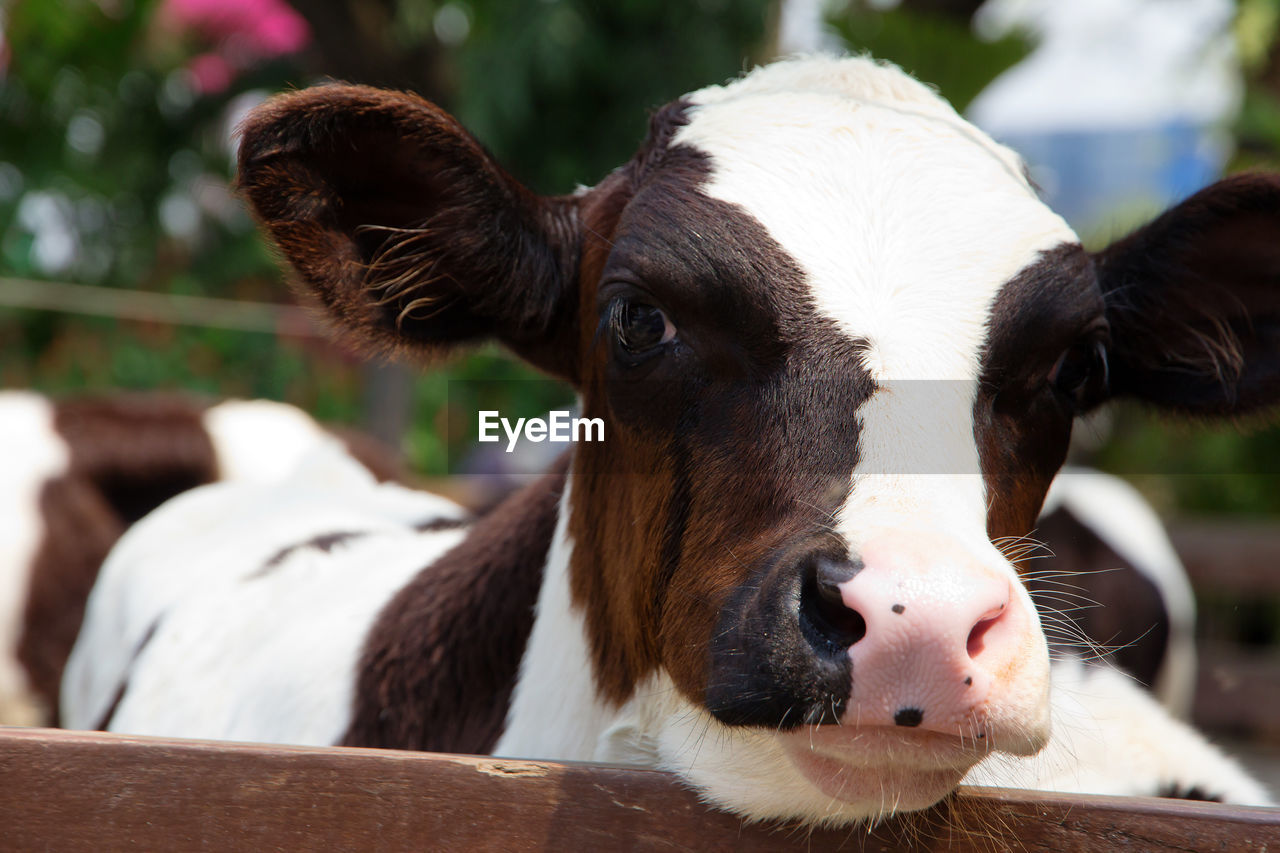 Close-up of calf