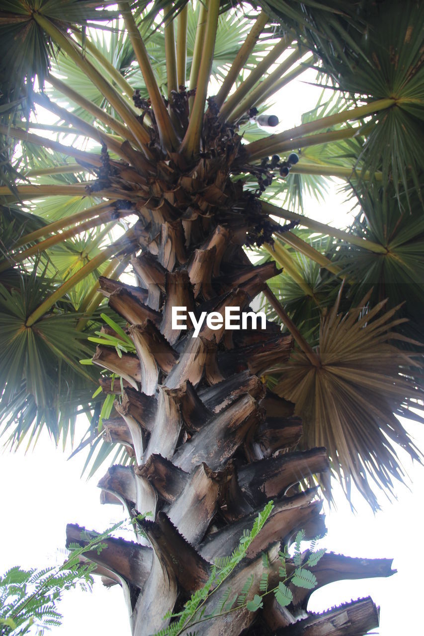 LOW ANGLE VIEW OF PALM TREE AGAINST SKY