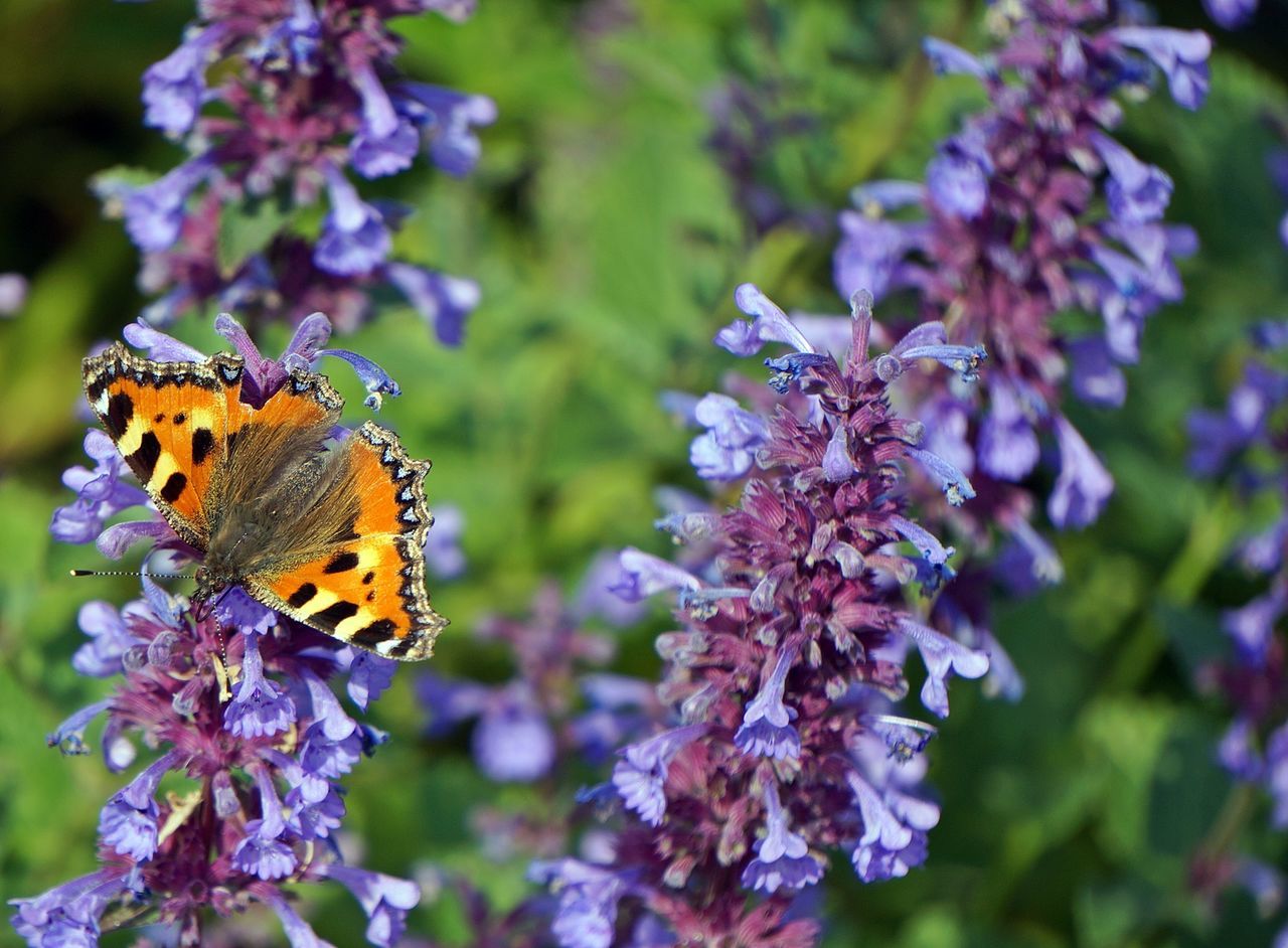 Close-up of butterfly on flower