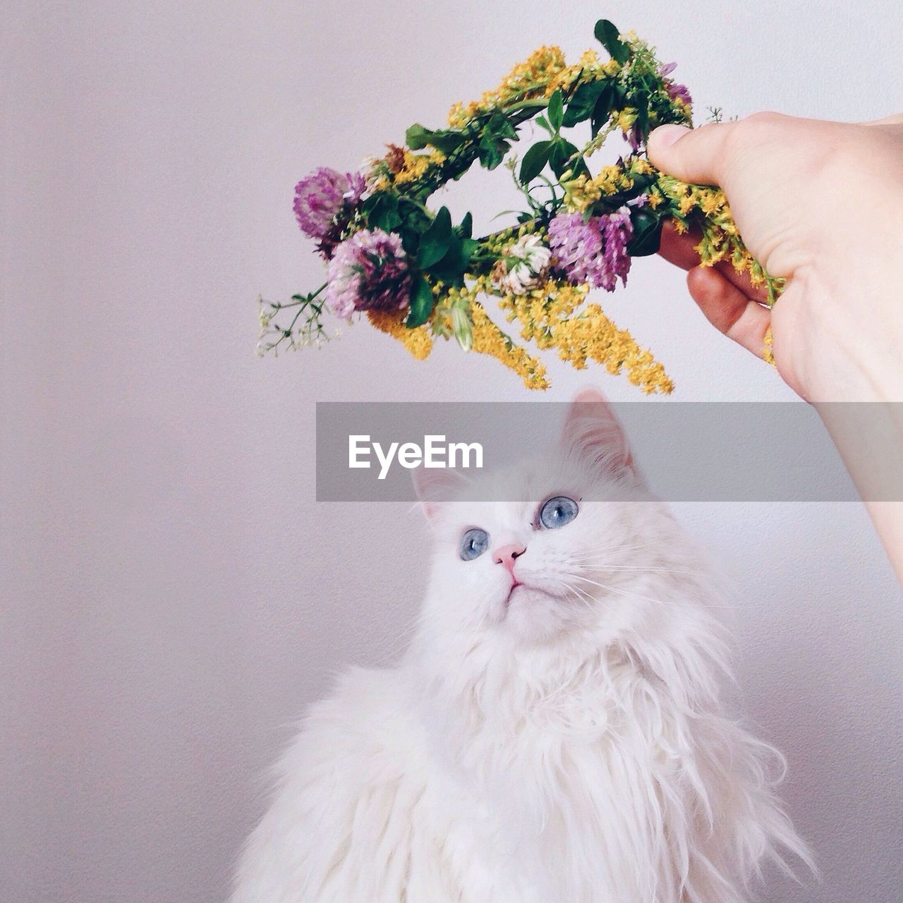 Cropped hand of person holding flowers over cat against wall