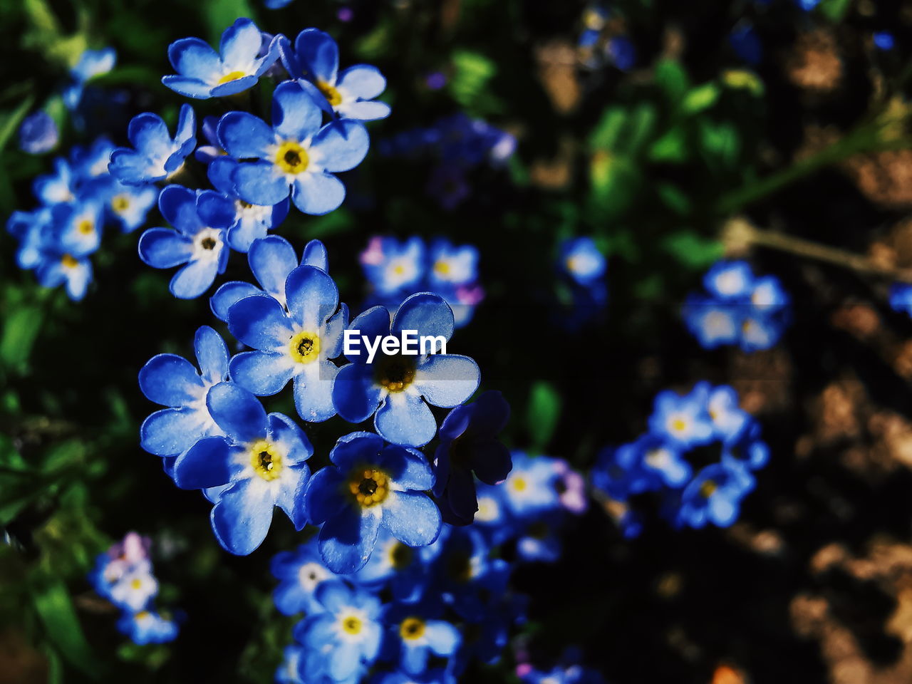 Close-up of purple flowering plant