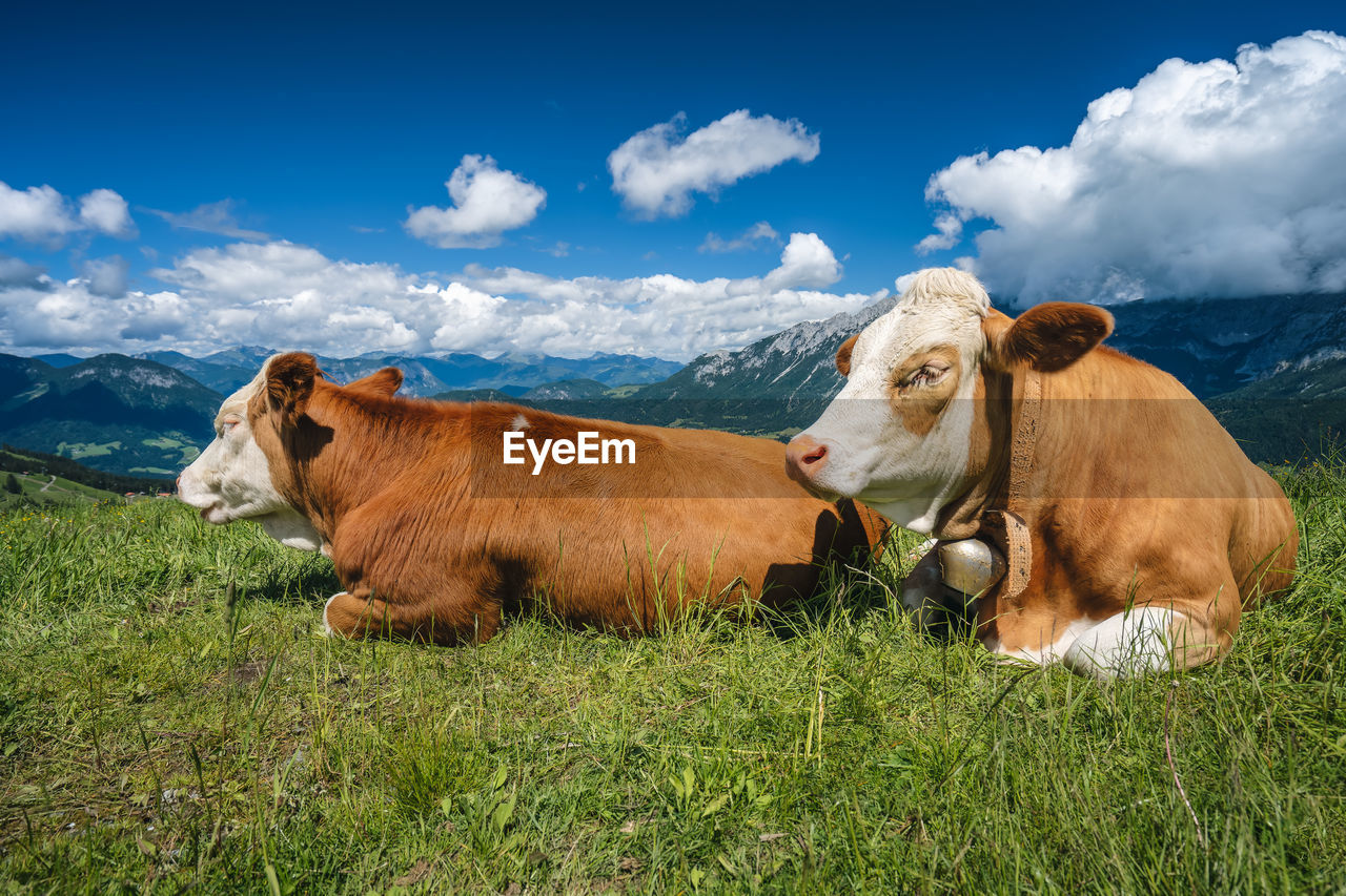 Alpine green fields and cows at meadows. salzkammergut region, austria, alps. europe