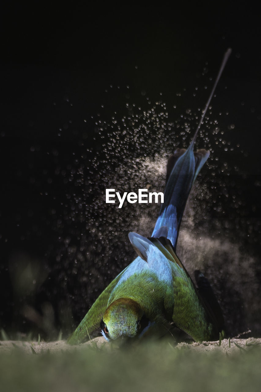 CLOSE-UP OF BIRD FLYING OVER WATER