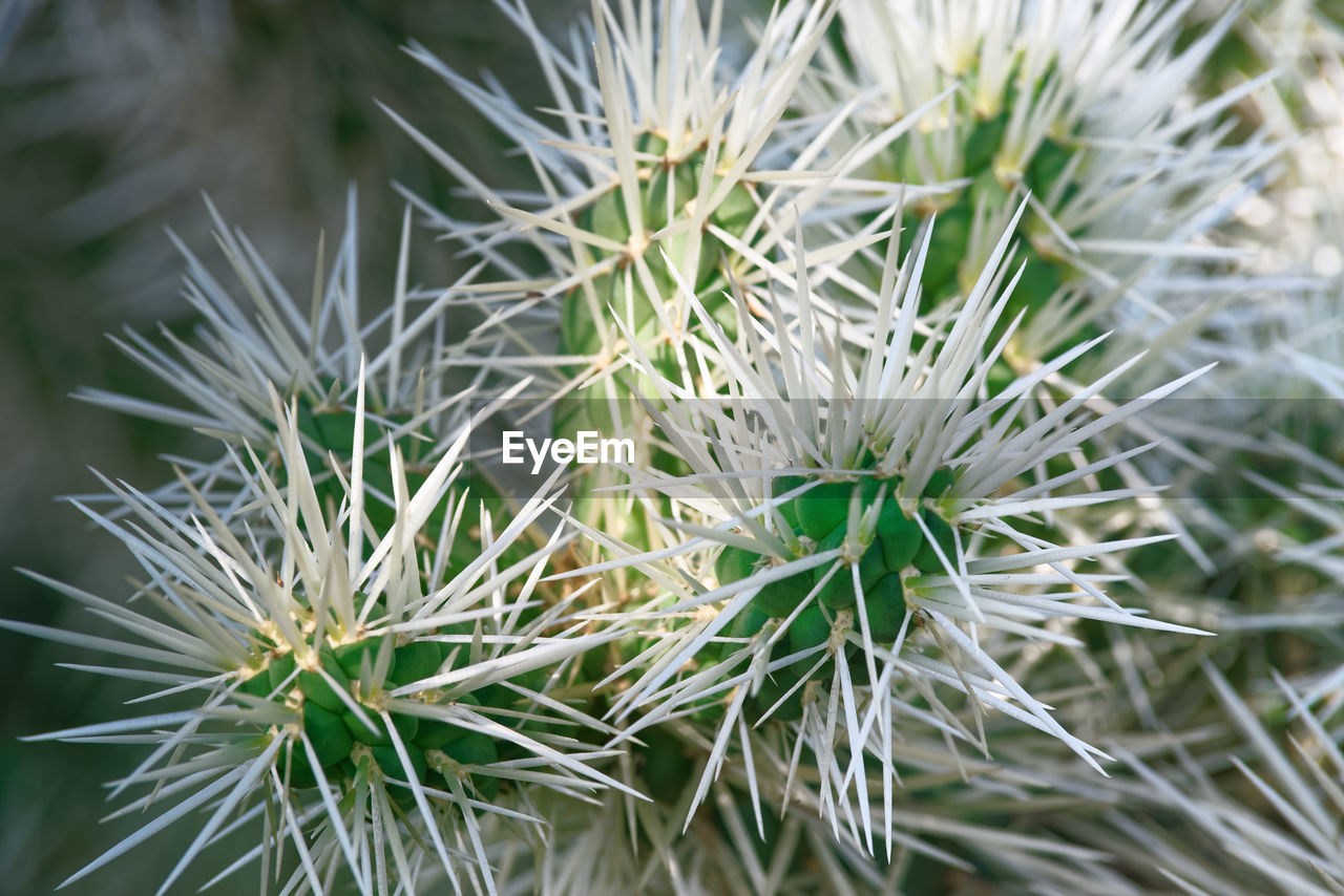 CLOSE-UP OF WHITE CACTUS