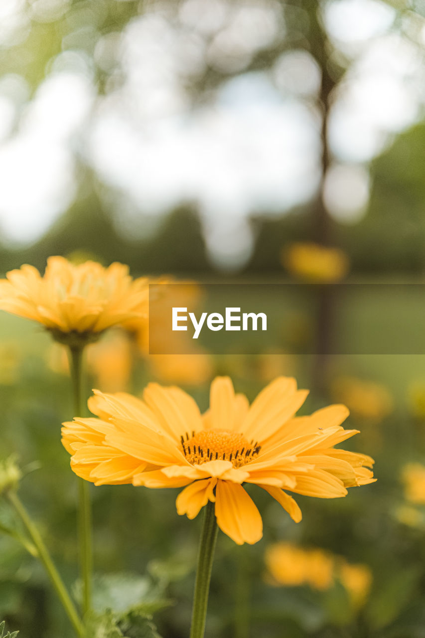 Close-up of yellow flowering plant on field