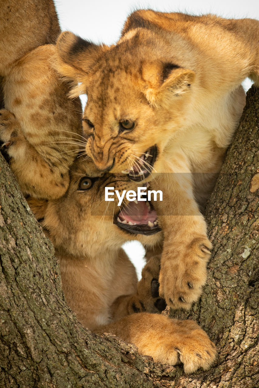 Close-up of lion cubs on tree trunk