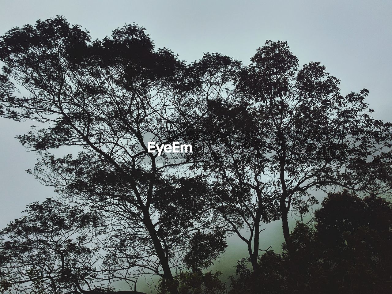 LOW ANGLE VIEW OF SILHOUETTE TREES AGAINST SKY AT FOREST