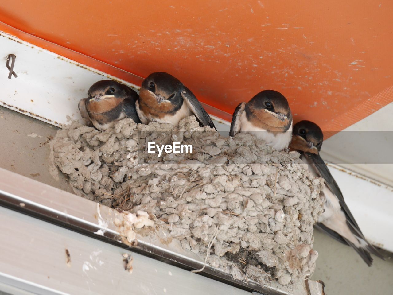 Low angle view of swallows in nest under ceiling