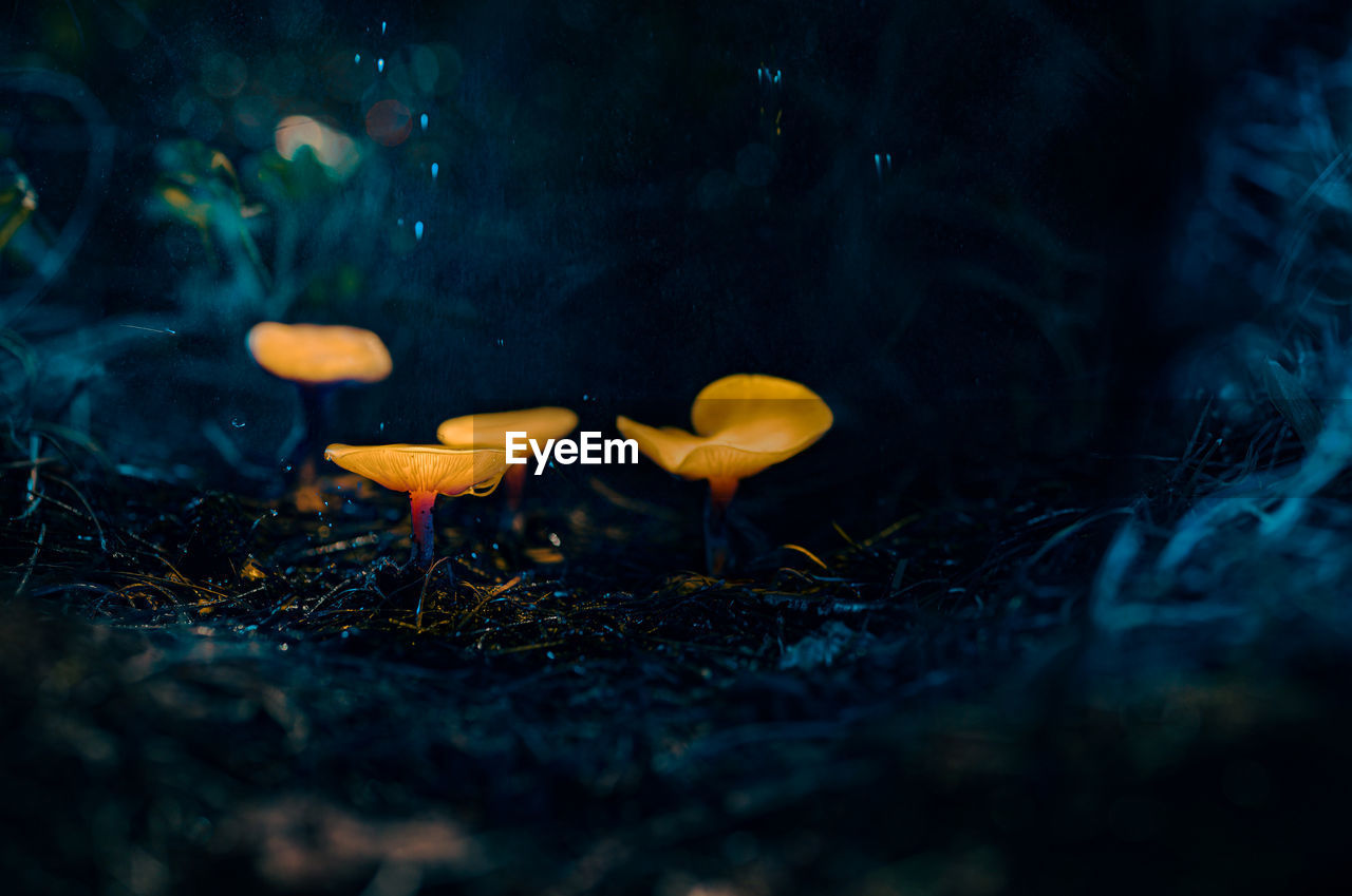 close-up of mushrooms growing in forest