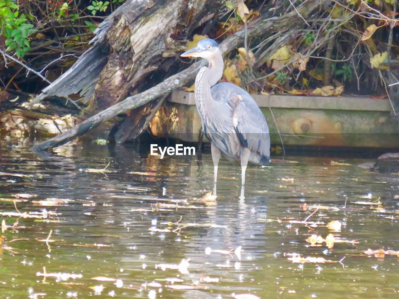 VIEW OF BIRD PERCHING ON TREE