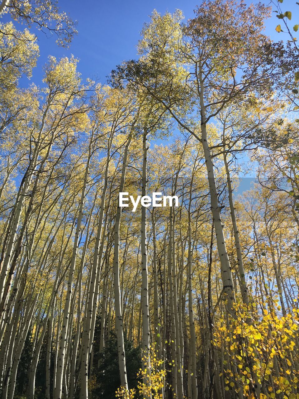 LOW ANGLE VIEW OF TREES IN FOREST AGAINST SKY DURING AUTUMN