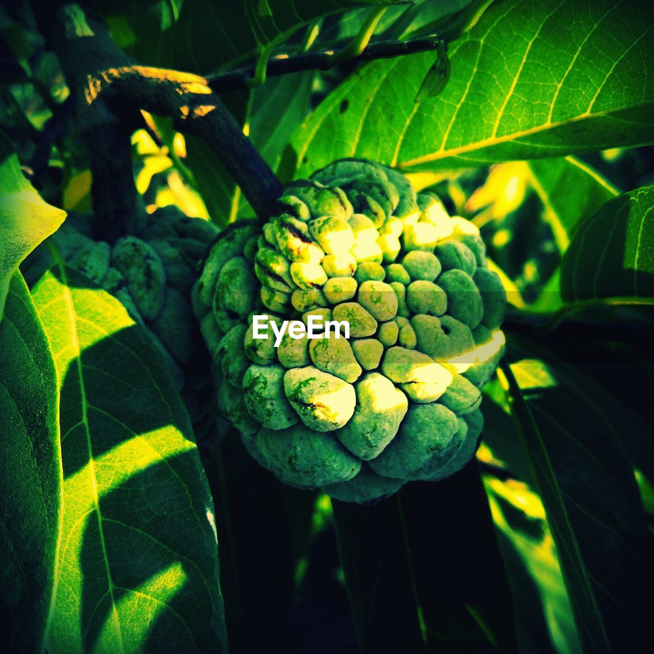 Close-up of custard apple on tree