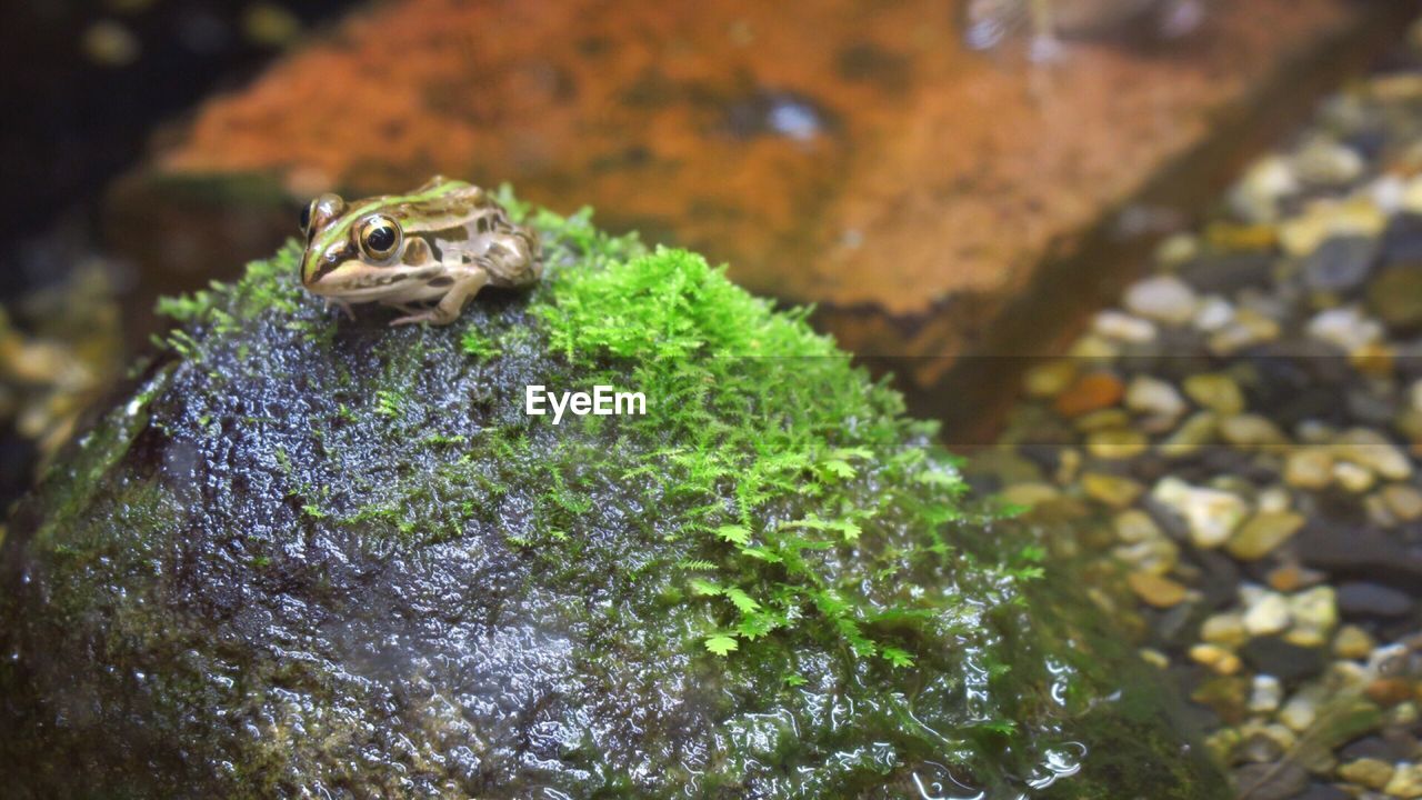 Close-up of frog on moss covered stone