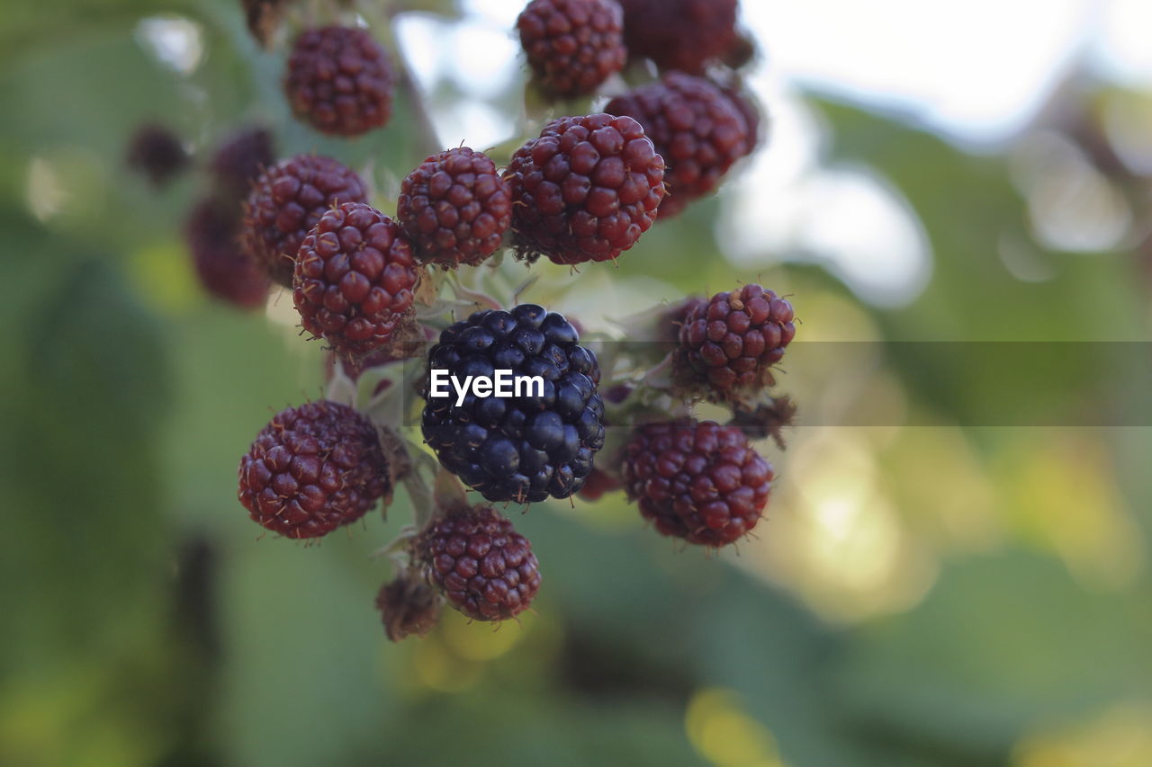 Cluster of blackberries ripening on the branch