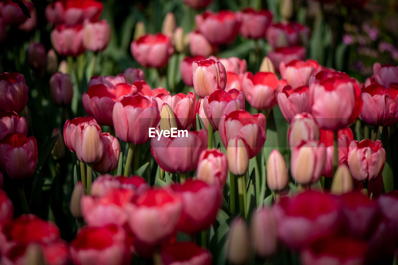 CLOSE-UP OF FRESH PINK TULIPS