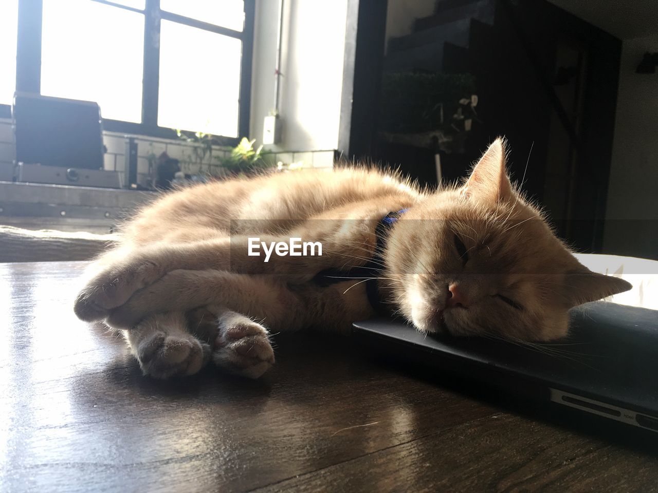 Cat sleeping on table at home