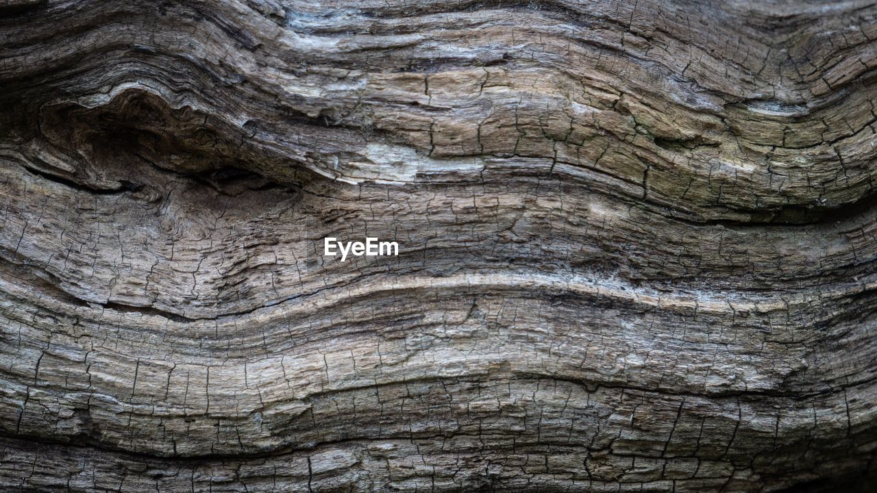 FULL FRAME OF TREE TRUNK