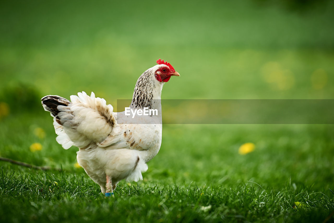 View of a bird on field