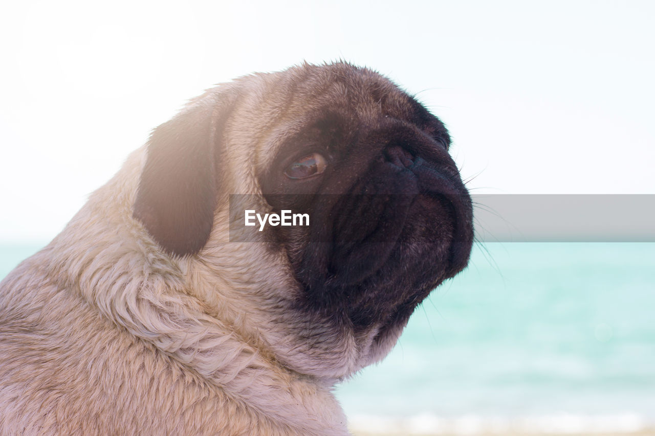 Sad pug dog sits on the beach and looks at the sea. pug relaxing and chilling out